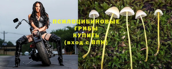 прущие грибы Бородино