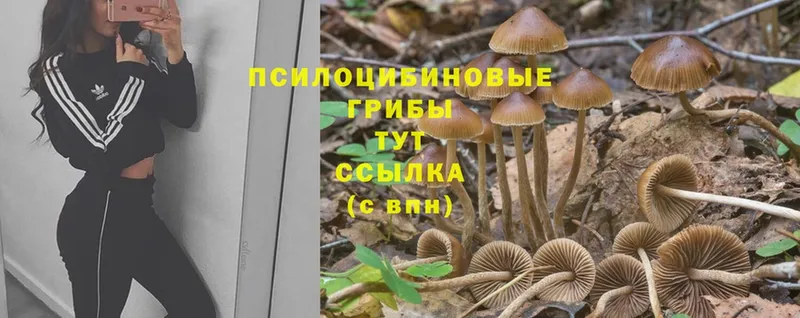 наркотики  Будённовск  Псилоцибиновые грибы Psilocybe 